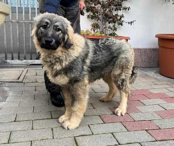 Vienna Cucciola Pastore Del Caucaso